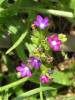 Anchusa officinalis - pilát lékařský