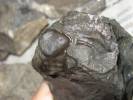 Odontochile hausmanni