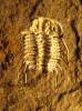 Diacanthaspis minuta