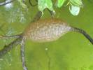 Pectinatella magnifica - bochnatka americká