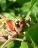Decticus verrucivorus verrucivorus
