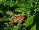 Decticus verrucivorus verrucivorus