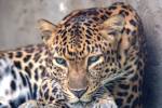 Panthera pardus delacouri - levhart indočínský