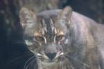 Catopuma temminckii - kočka Temminckova