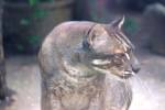 Catopuma temminckii temminckii