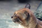 Catopuma temminckii temminckii