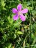 Geranium palustre - kakost bahenní