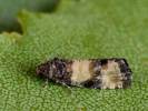 Piniphila bifasciana