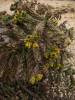 Cylindropuntia whipplei