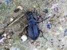 Carabus rugosus