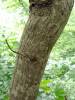 Acer cappadocicum subsp. cappadocium
