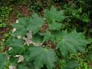 Acer cappadocicum subsp. cappadocium