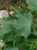 Acer cappadocicum subsp. cappadocium