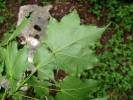 Acer cappadocicum subsp. cappadocium