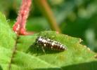 Propylea quatuordecimpunctata