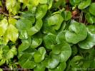Asarum europaeum - Asarabacca