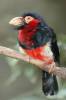Lybius dubius - Bearded Barbet