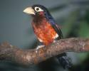 Lybius bidentatus - Double-toothed Barbet