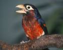 Lybius bidentatus - Double-toothed Barbet