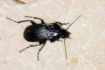 Abax parallelepipedus - čtvercoštítník černý