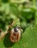 Ixodes ricinus - klíště obecné