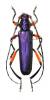 Psilomastix friesii friesii