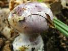 Cortinarius caerulescens - Mealy Bigfoot Webcap
