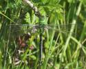 Anax imperator - šídlo královské