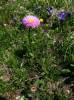 Erigeron caucasicus