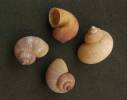Pomatias rivularis