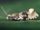 Syricoris lacunana - obaleč jahodníkový
