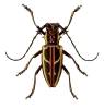 Stratioceros princeps
