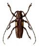 Niphona lateralis