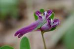 Corydalis pumila - dymnivka nízká