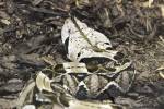 Bitis gabonica rhinoceros - zmije gabunská nosorožčí