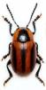 Entomoscelis adonidis adonidis