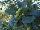 Quercus petraea - dub zimní