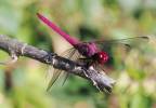 Orthemis macrostigma