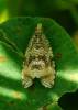 Syricoris lacunana - obaleč jahodníkový