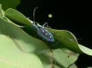 Calochroa flavomaculata flavomaculata