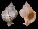 Phyllonotus margaritensis