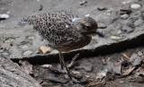 Burhinus capensis - Spotted Thick-knee