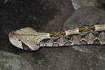 Bitis gabonica rhinoceros - zmije gabunská nosorožčí