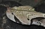 Bitis gabonica rhinoceros - zmije gabunská nosorožčí