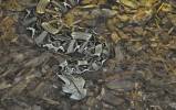 Bitis gabonica rhinoceros - zmije gabunská nosorožčí