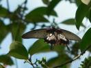 Papilio memnon agenor f. distantianus