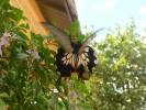 Papilio memnon agenor f. distantianus