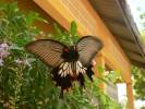 Papilio memnon agenor f. distantianus