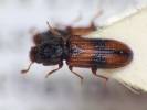 Bitoma iranica