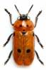Clytra novempunctata
